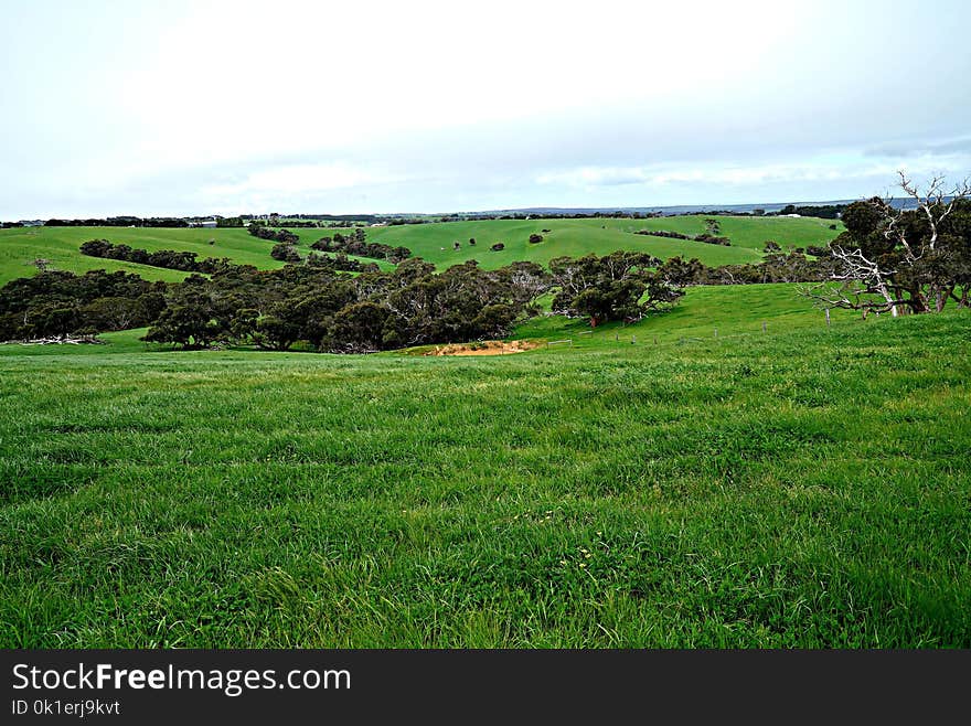 Grassland, Pasture, Vegetation, Ecosystem