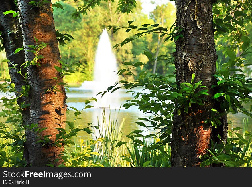 Vegetation, Ecosystem, Tree, Leaf