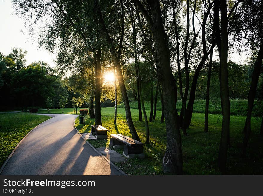 Nature, Tree, Green, Plant