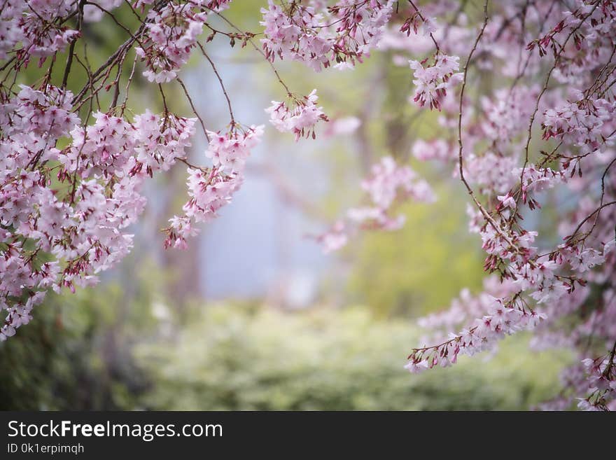 Blossom, Pink, Flower, Spring