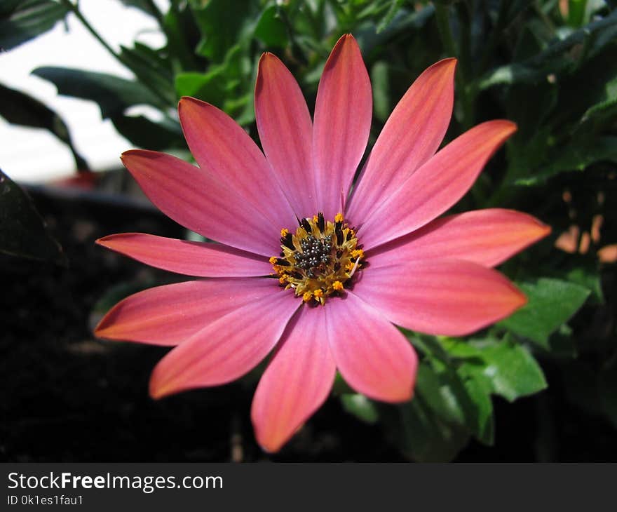 Flower, Flora, Plant, Close Up