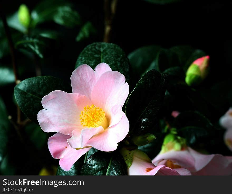 Flower, Plant, Flowering Plant, Japanese Camellia