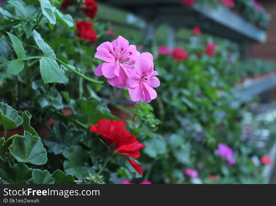 Flower, Plant, Flowering Plant, Flora