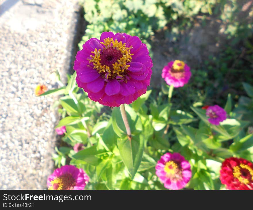 Flower, Plant, Flora, Annual Plant