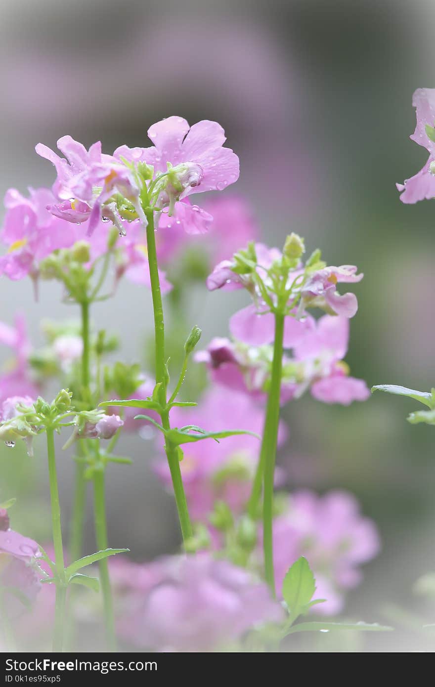 Flower, Pink, Flora, Plant