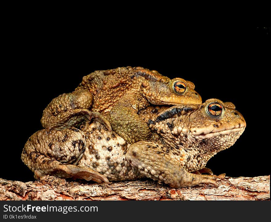 Toad, Amphibian, Frog, Terrestrial Animal