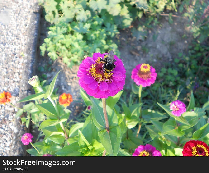 Flower, Flora, Plant, Pollinator