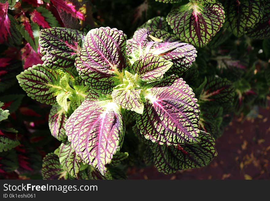 Plant, Flora, Flower, Leaf