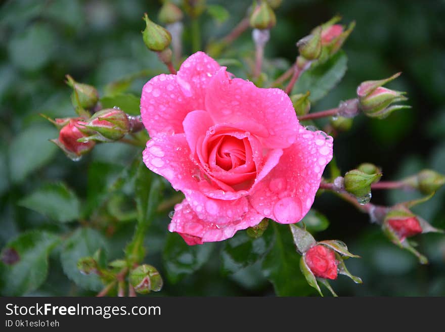 Flower, Rose Family, Rose, Flowering Plant