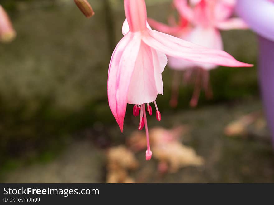 Flower, Plant, Pink, Flora