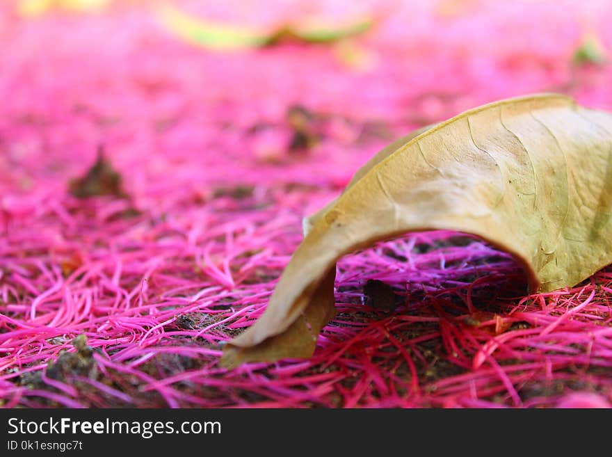 Pink, Leaf, Close Up, Petal