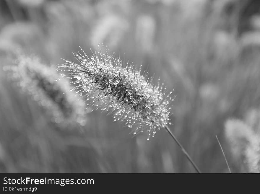 Black And White, Monochrome Photography, Close Up, Flora