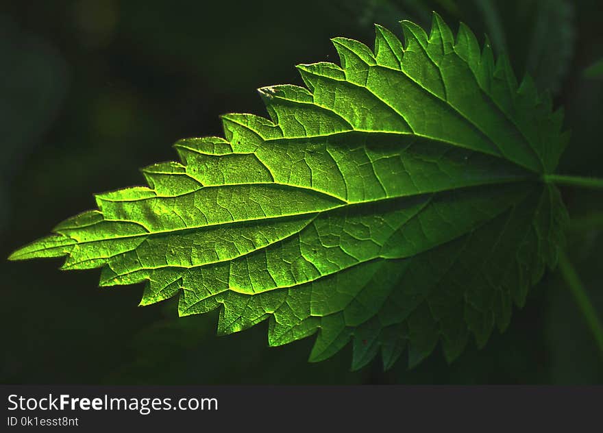 Leaf, Green, Vegetation, Macro Photography