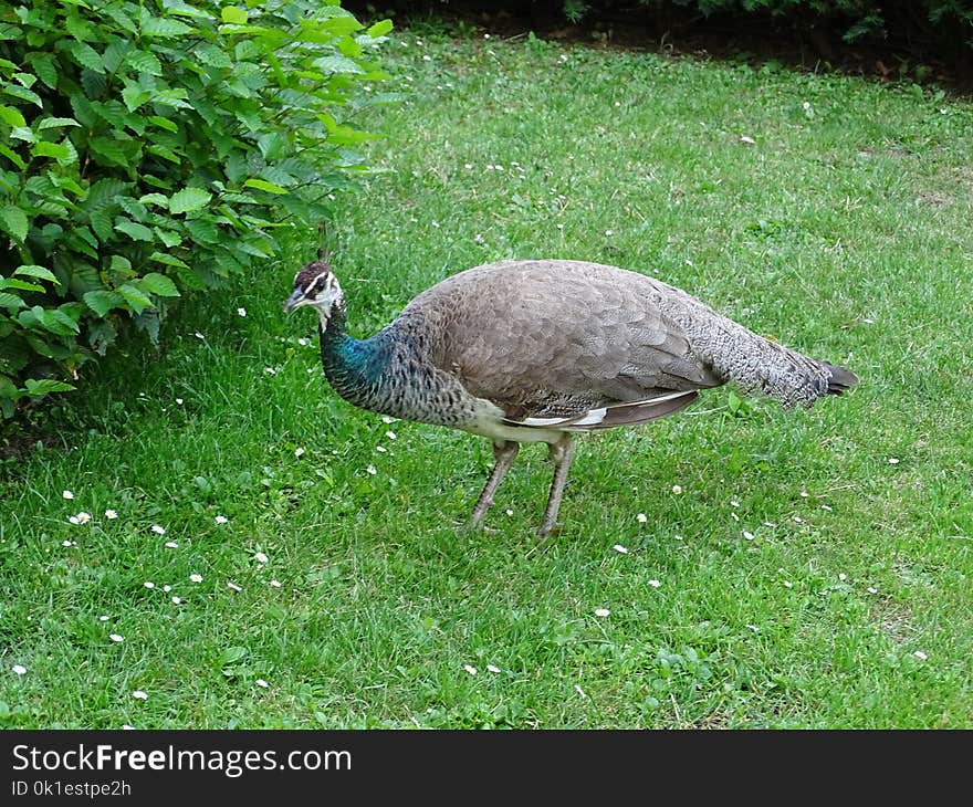 Bird, Ecosystem, Fauna, Peafowl