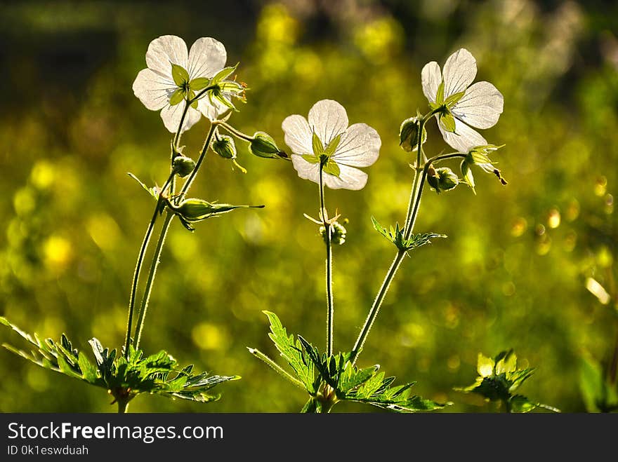 Flower, Flora, Plant, Spring