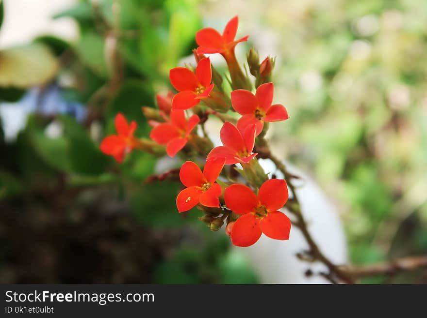 Plant, Flora, Flower, Flowering Plant