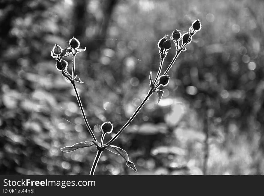 Black And White, Nature, Monochrome Photography, Flora