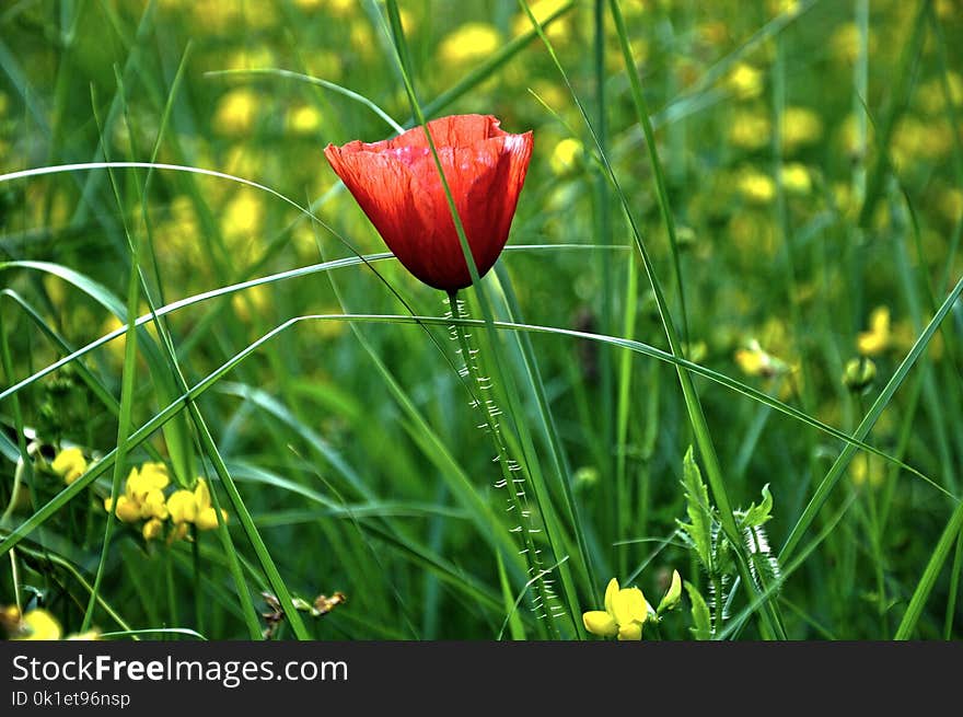 Flower, Wildflower, Meadow, Plant