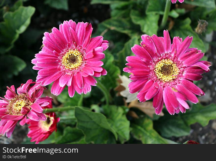 Flower, Plant, Flora, Flowering Plant