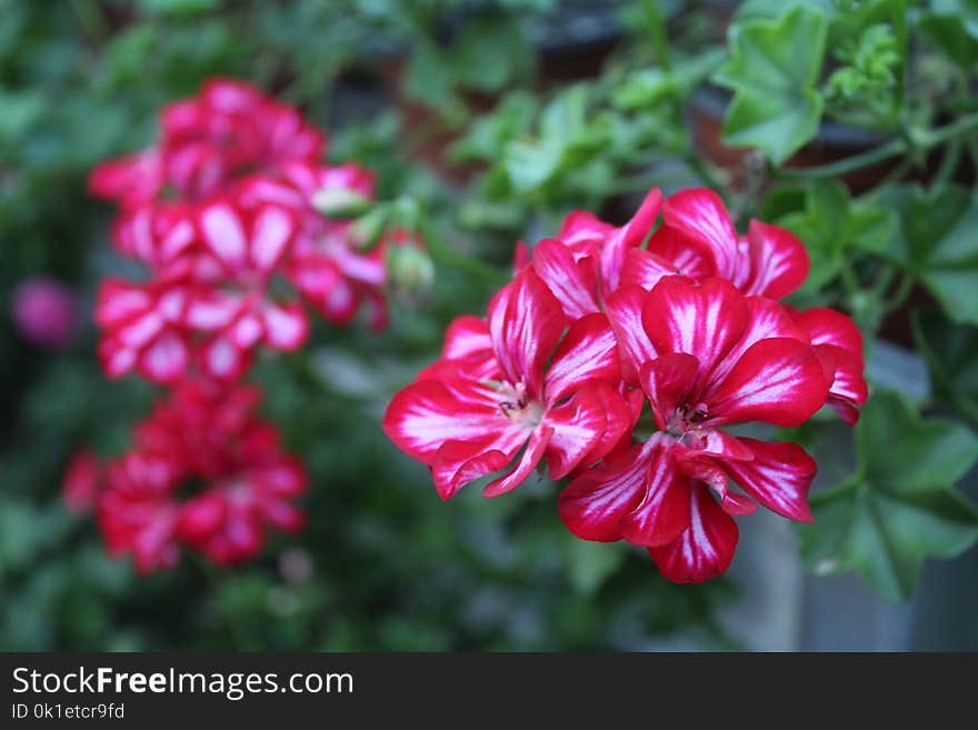 Flower, Plant, Pink, Flora