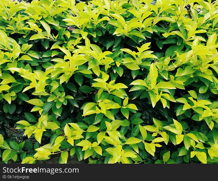 Plant, Leaf, Evergreen, Groundcover