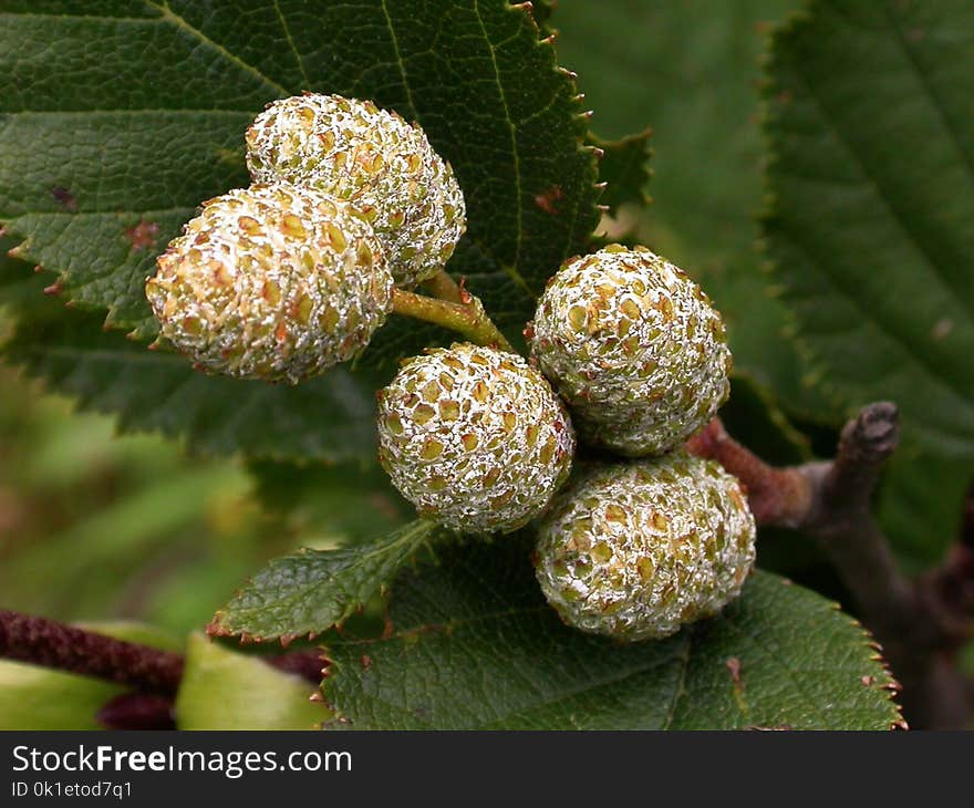 Close Up, Subshrub, Evergreen, Macro Photography