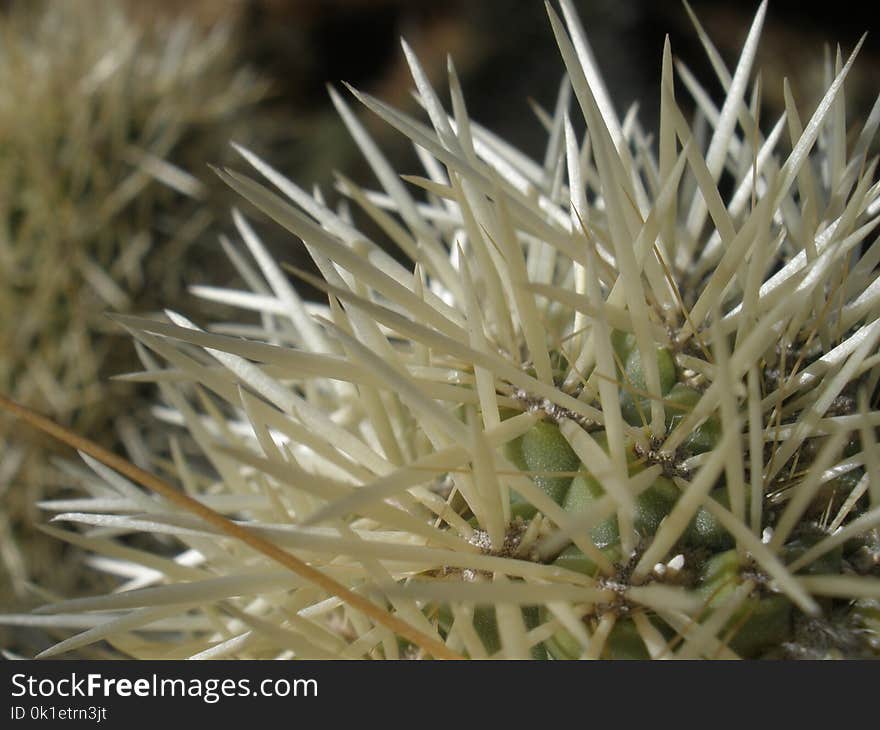 Flora, Plant, Close Up, Thorns Spines And Prickles