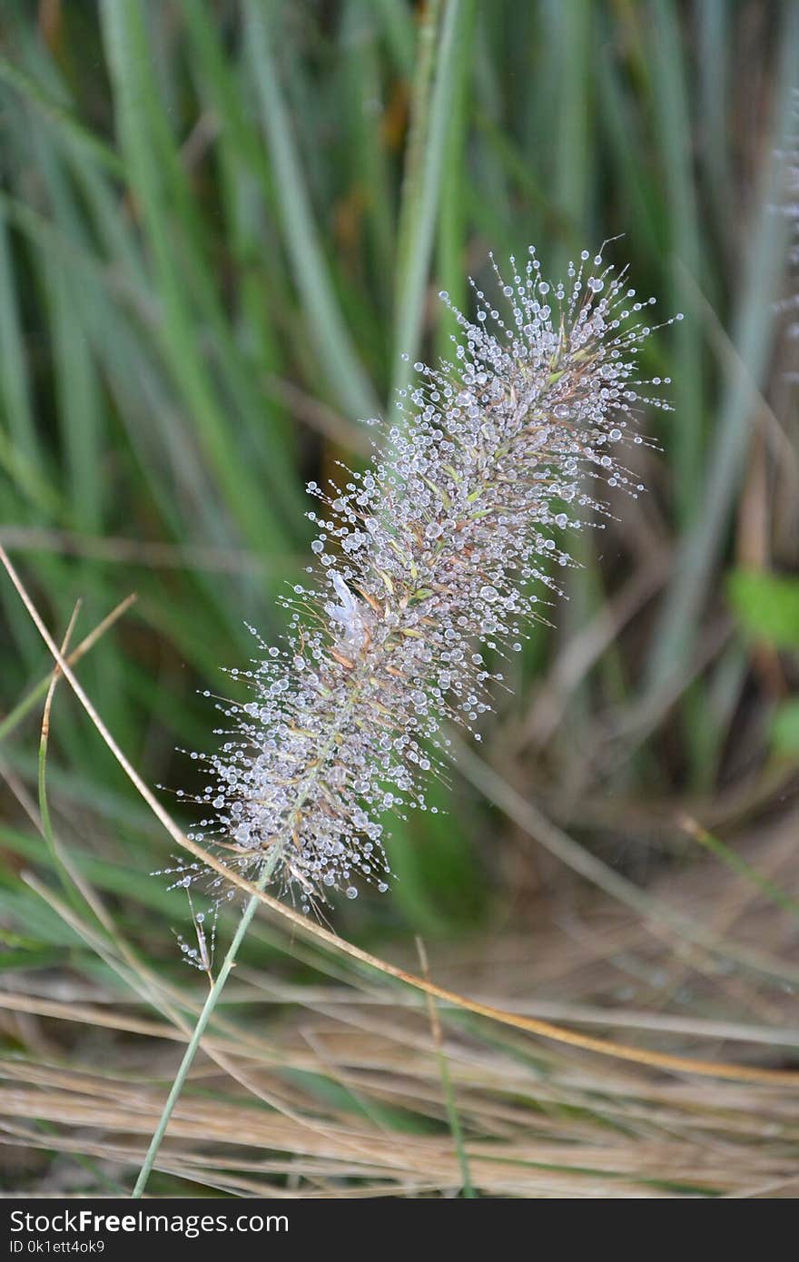 Plant, Flora, Grass Family, Grass