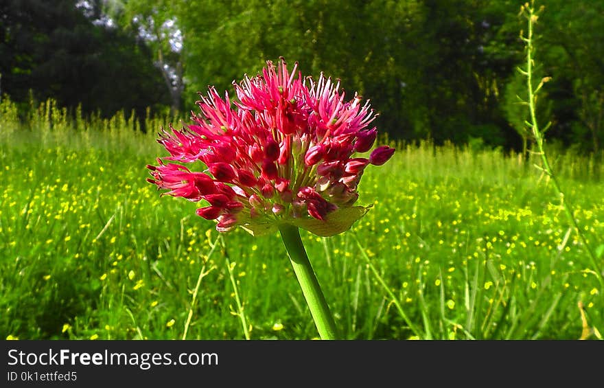 Plant, Flower, Flora, Grass