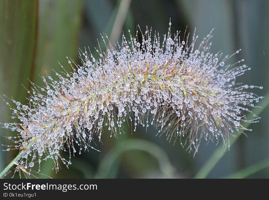 Flora, Plant, Moisture, Water