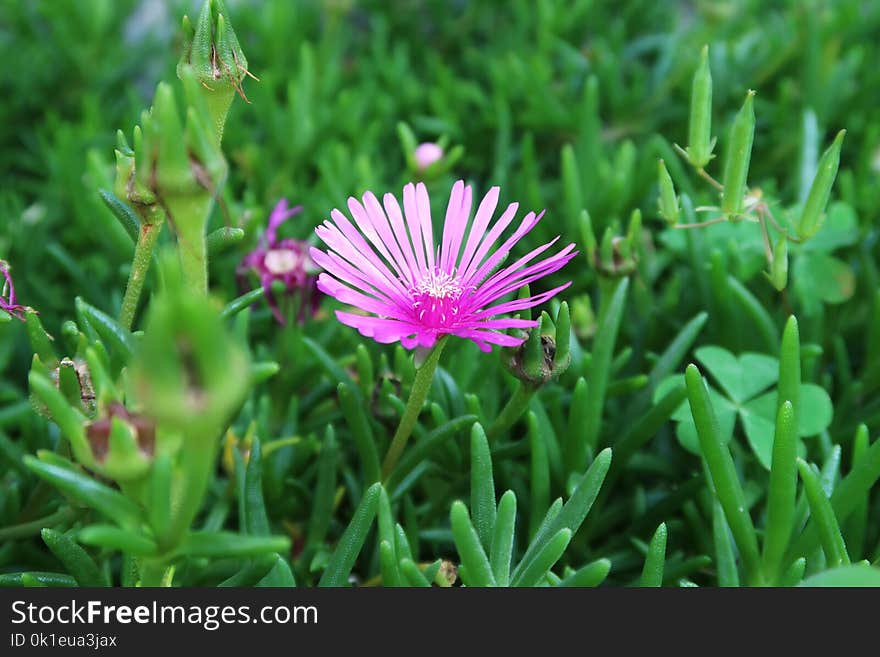 Flower, Plant, Flora, Ice Plant