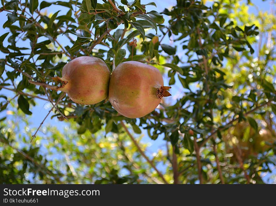 Fruit Tree, Tree, Fruit, Branch