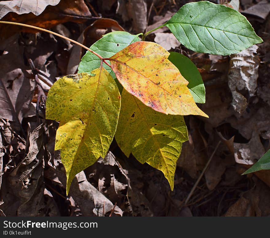 Leaf, Plant, Autumn, Deciduous