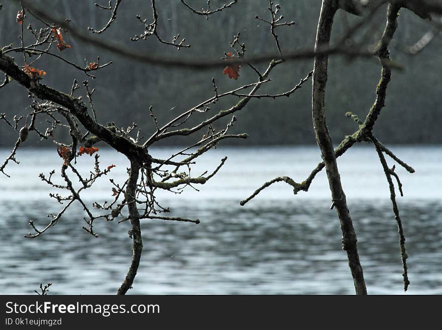 Branch, Water, Tree, Twig