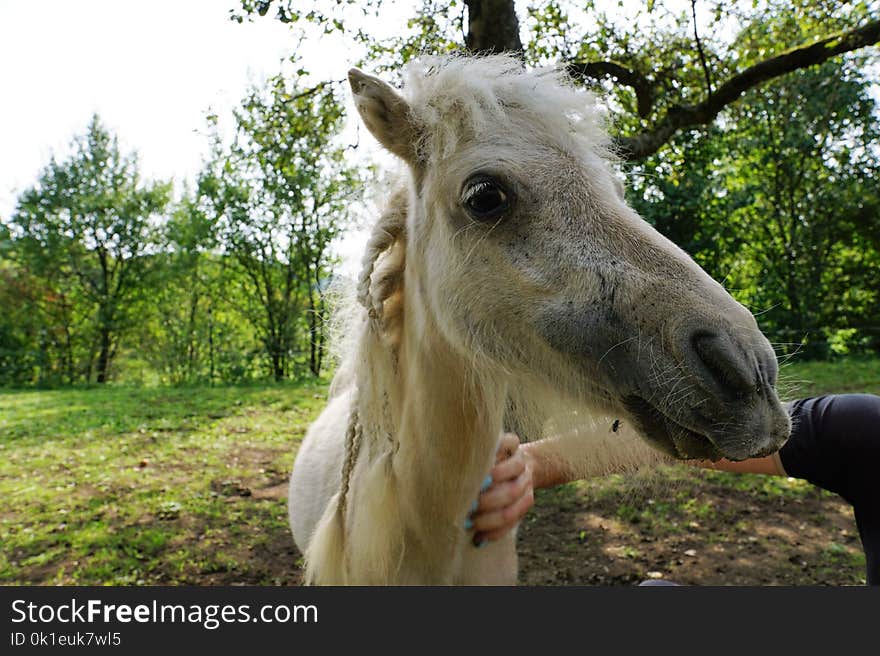 Horse, Horse Like Mammal, Fauna, Mane