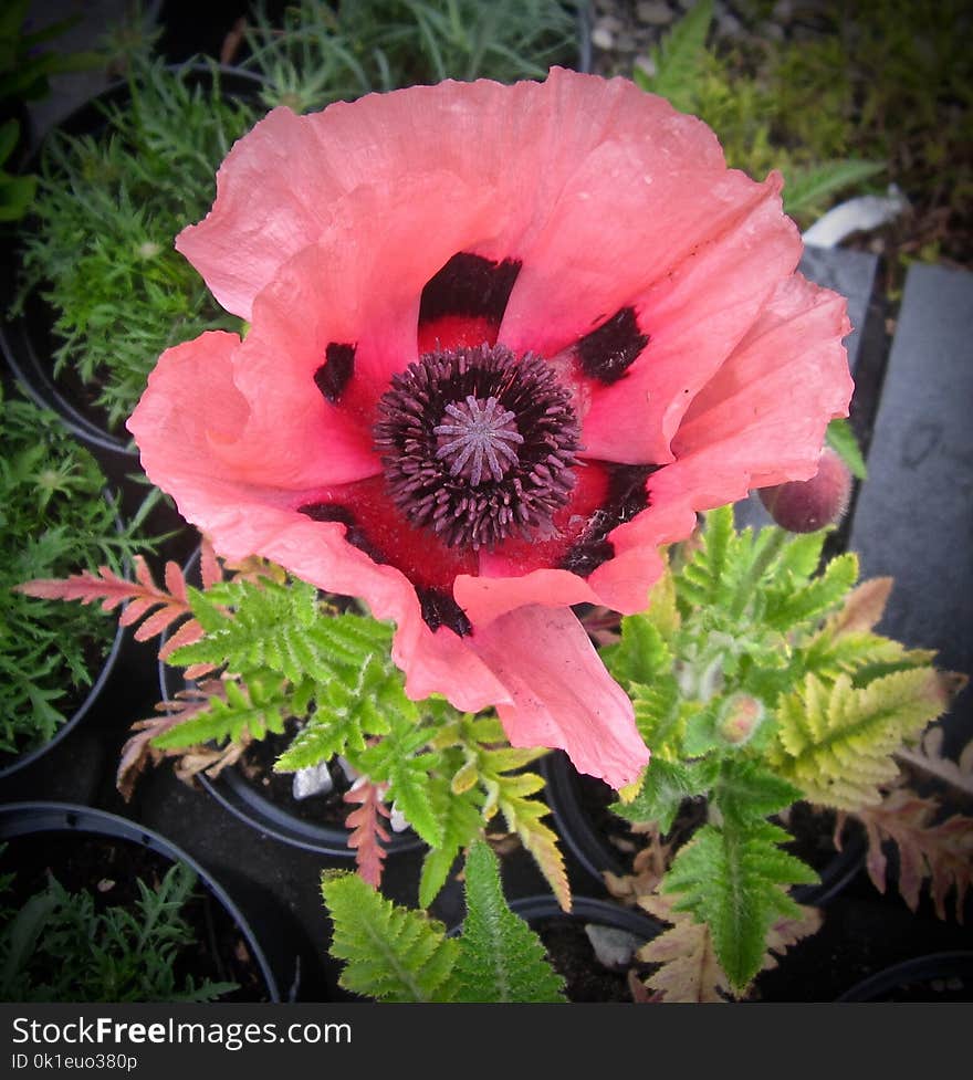 Flower, Plant, Flowering Plant, Poppy