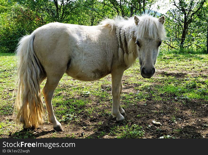 Horse, Mane, Fauna, Horse Like Mammal