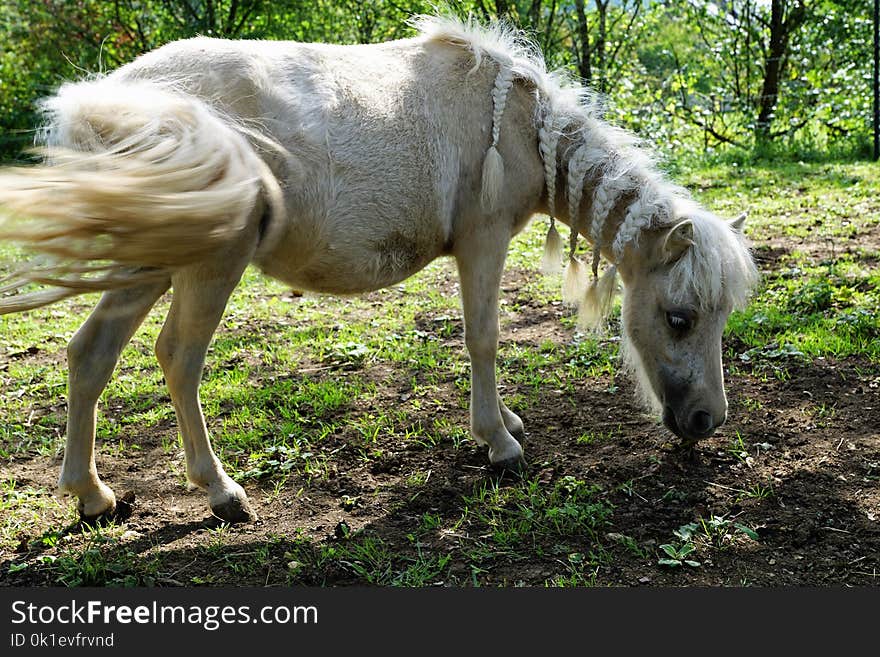 Horse, Fauna, Mane, Horse Like Mammal