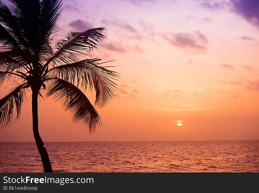 Palm trees silhouette at sunset tropical beach. Orange sunset.