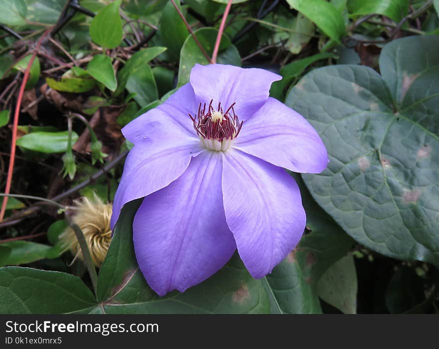 Flower, Plant, Flora, Purple