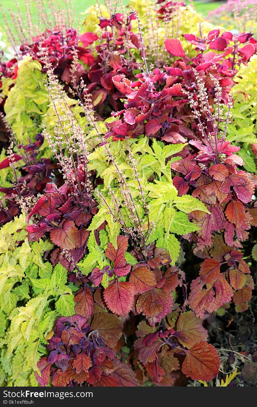 Plant, Leaf, Flower, Annual Plant