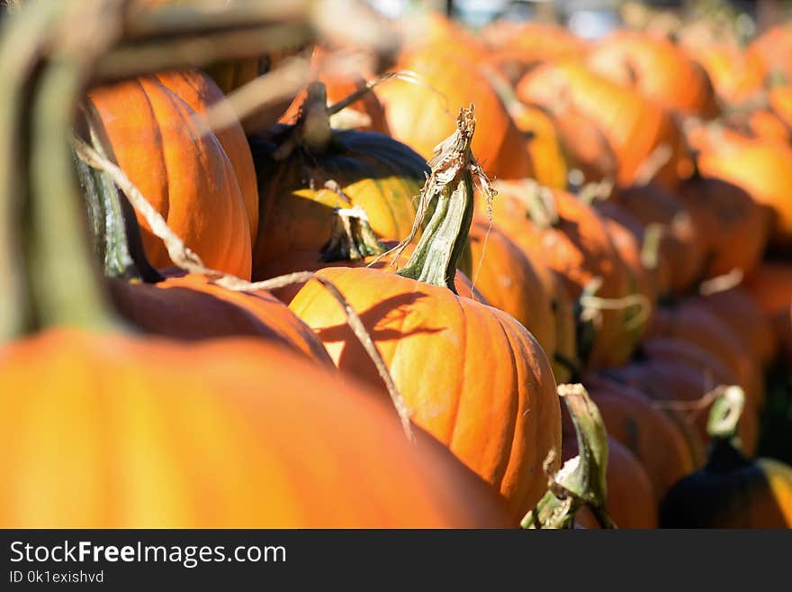 Calabaza, Winter Squash, Pumpkin, Local Food