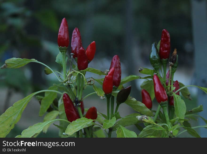 Plant, Bird's Eye Chili, Flora, Tabasco Pepper