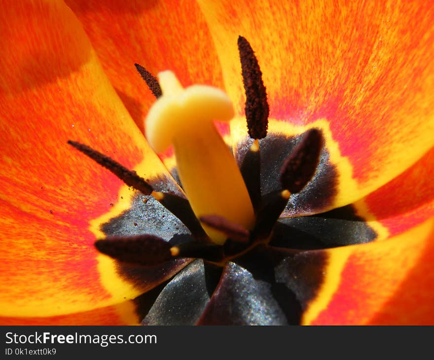 Flower, Yellow, Orange, Pollen