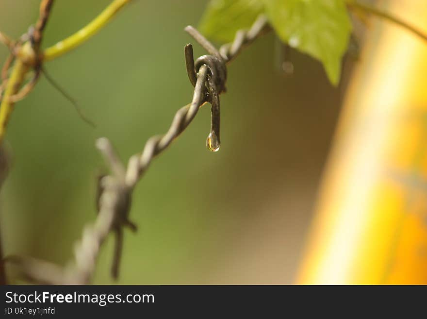 Branch, Bird, Fauna, Leaf