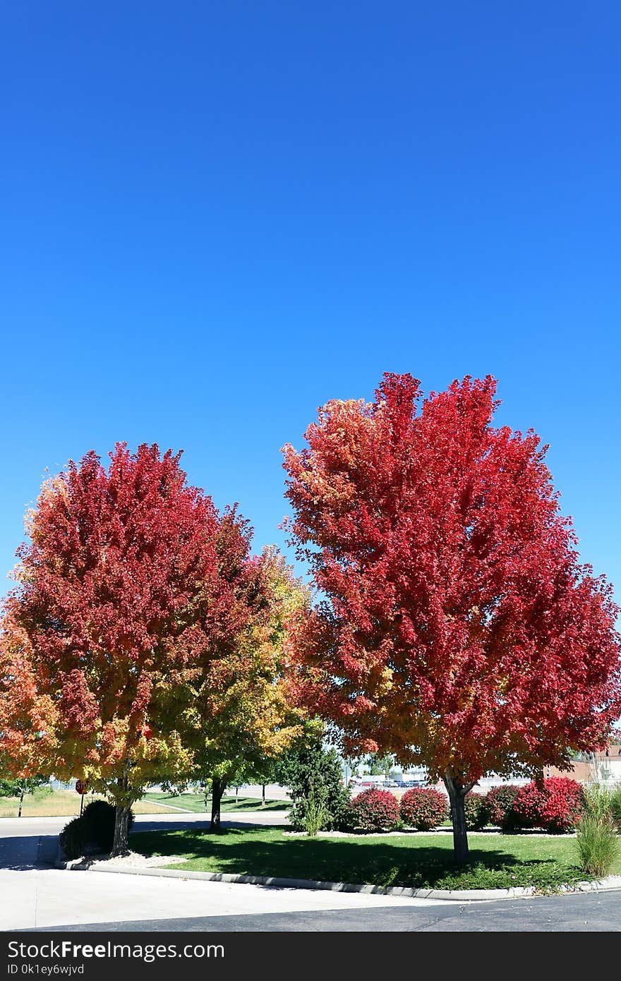 Tree, Sky, Woody Plant, Plant