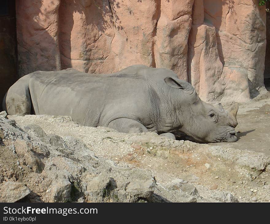 Rhinoceros, Fauna, Terrestrial Animal, Wildlife