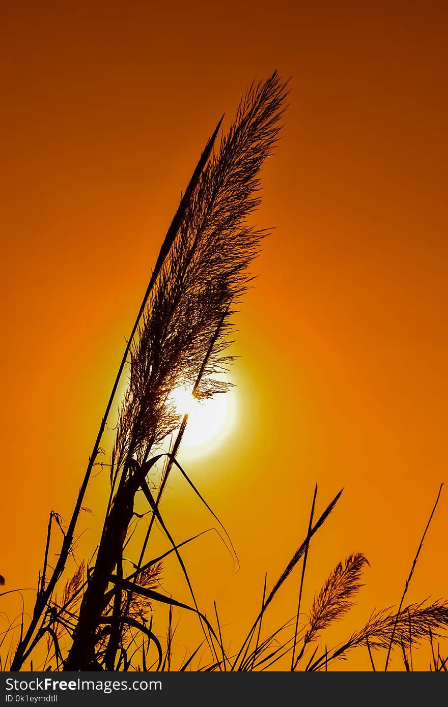 Sky, Morning, Sunset, Grass Family