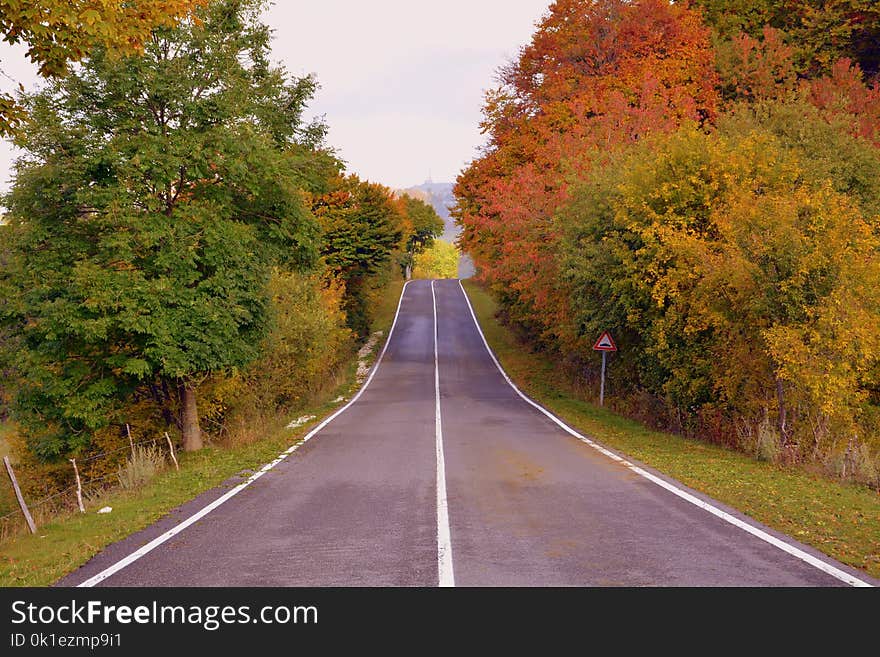 Road, Leaf, Nature, Autumn