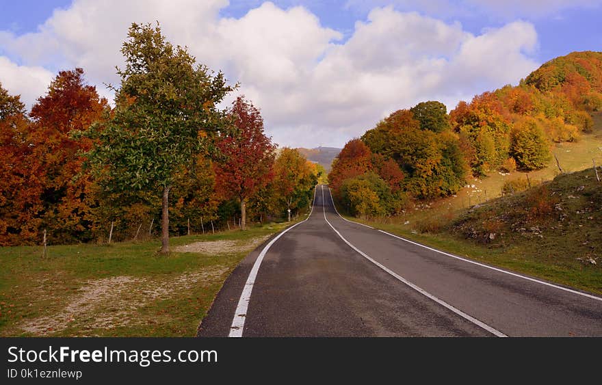 Road, Nature, Leaf, Autumn